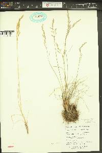 Poa secunda subsp. secunda image