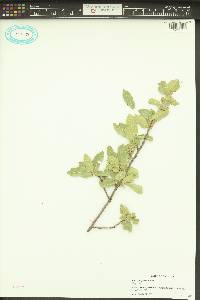 Quercus grisea image