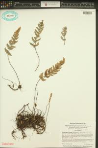 Myriopteris yavapensis image