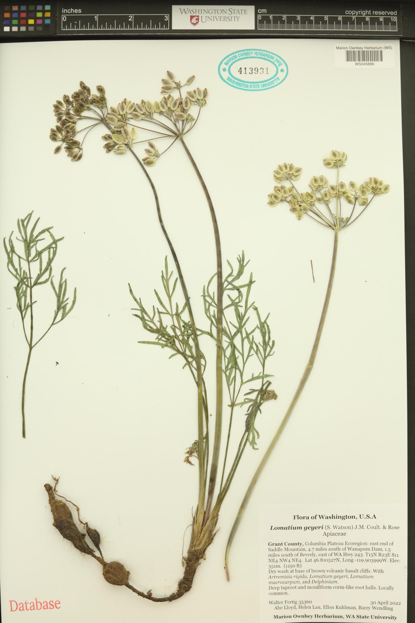 Lomatium geyeri image