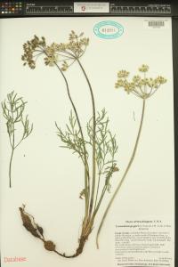 Lomatium geyeri image