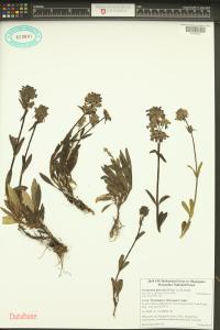 Penstemon procerus image