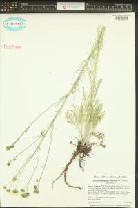 Hymenopappus biennis image