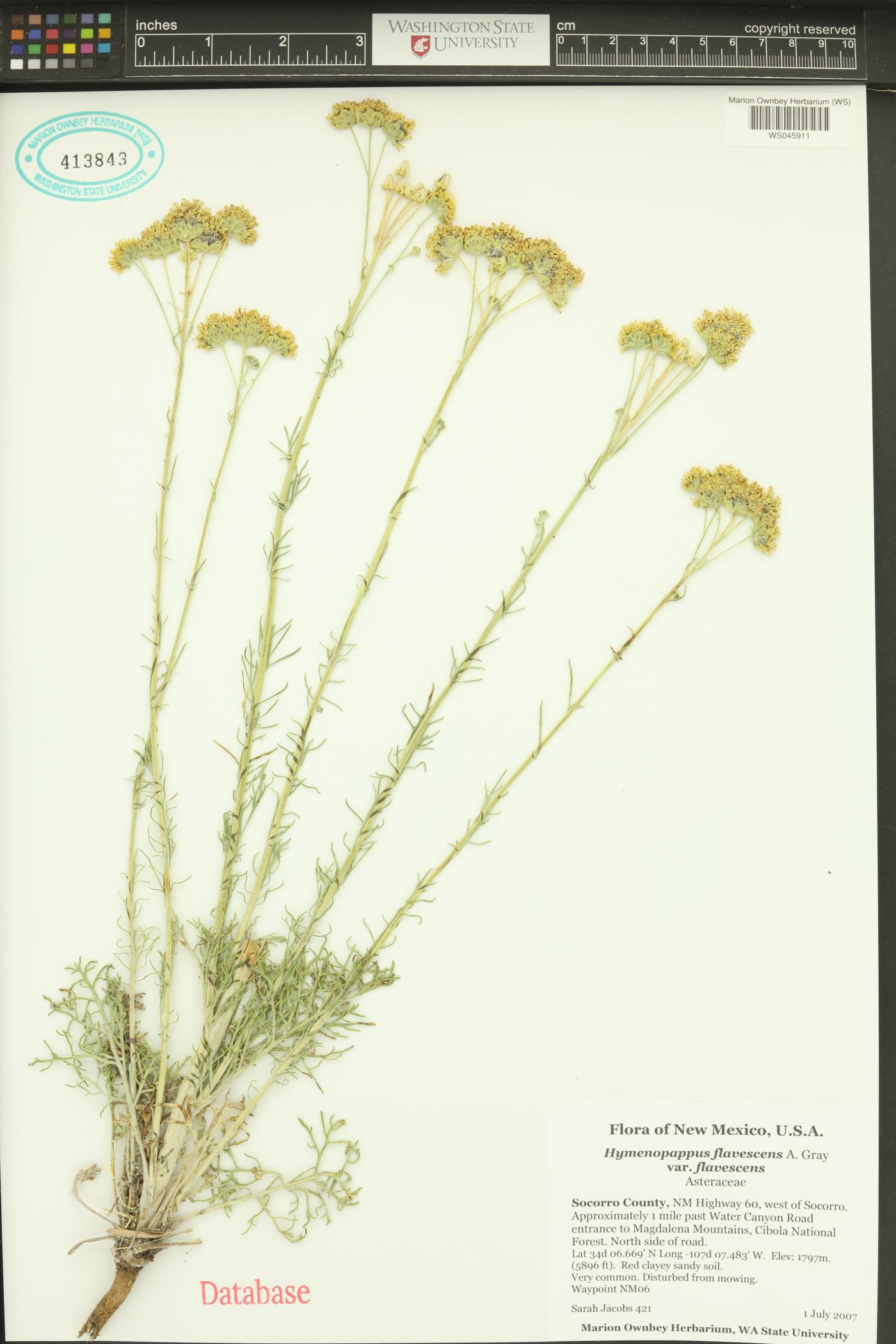 Hymenopappus flavescens var. flavescens image