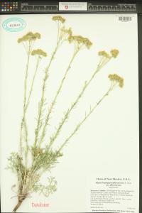 Hymenopappus flavescens image