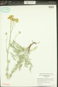 Hymenopappus flavescens image