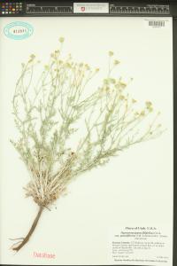 Hymenopappus filifolius image