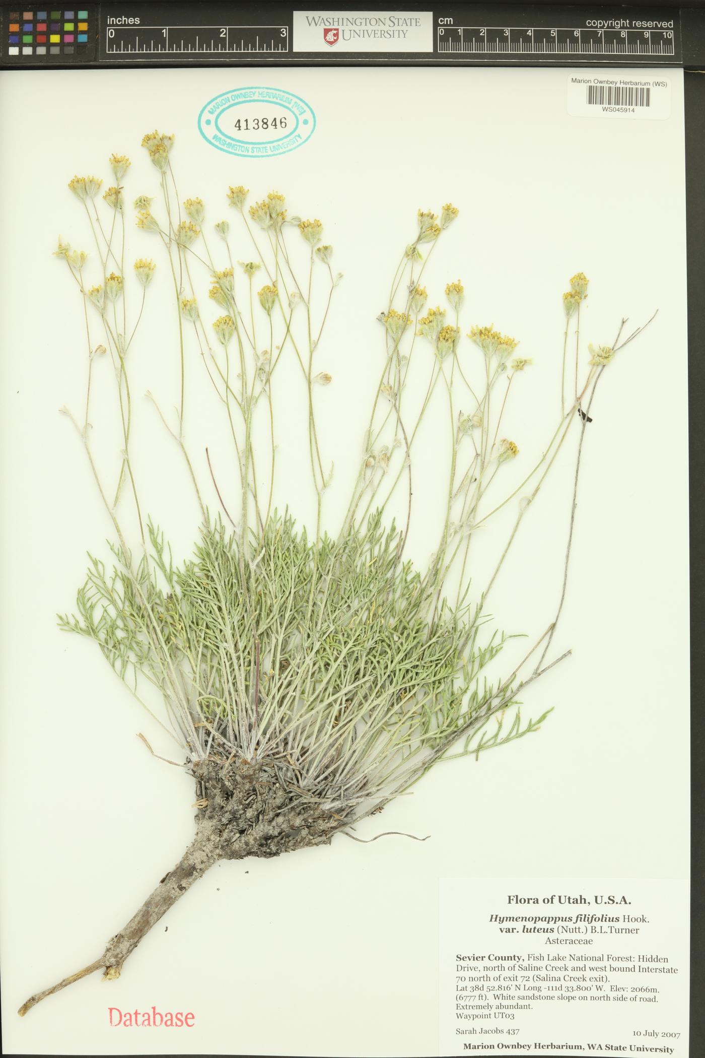 Hymenopappus filifolius var. luteus image