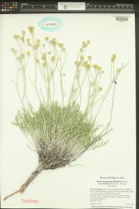 Hymenopappus filifolius image