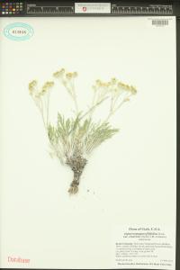Hymenopappus filifolius image