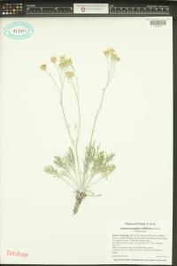 Hymenopappus filifolius image