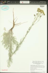 Hymenopappus flavescens image