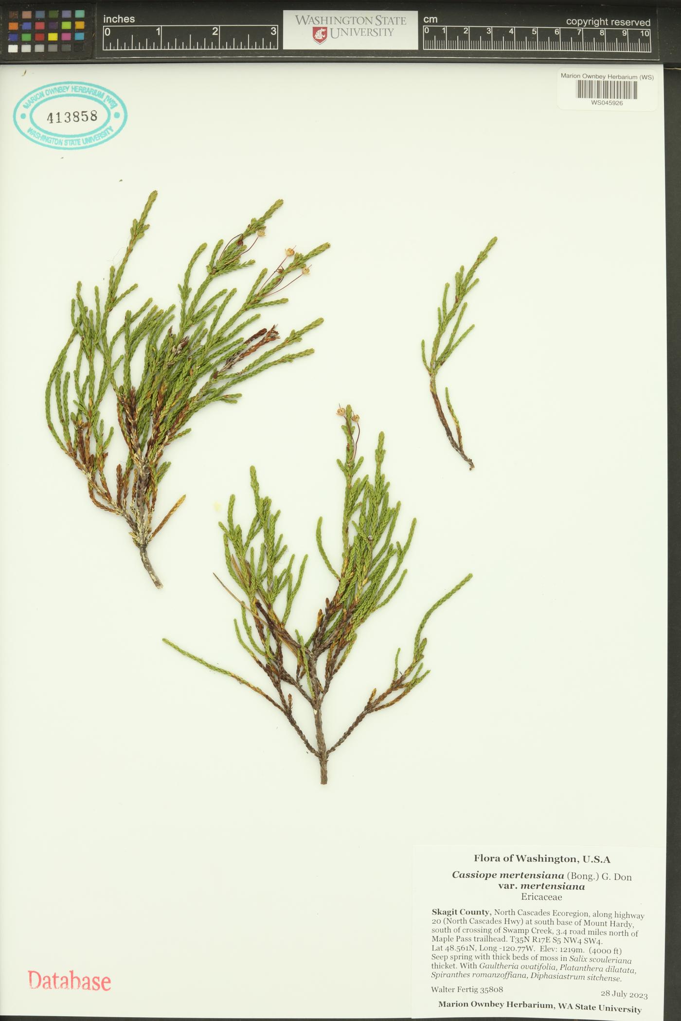 Cassiope mertensiana var. mertensiana image