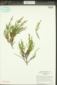 Cassiope mertensiana image