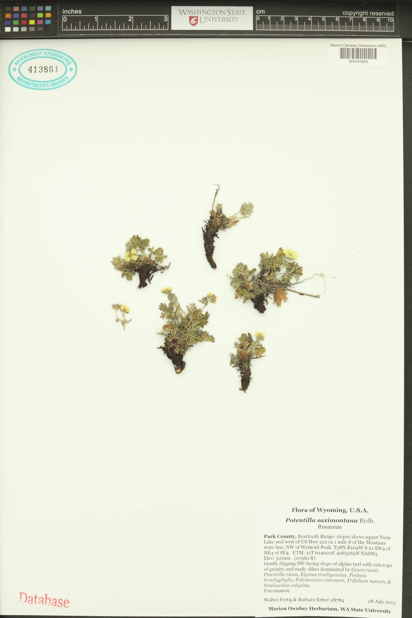 Potentilla rubricaulis image