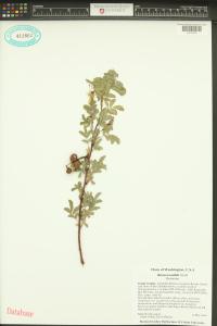 Rosa woodsii image