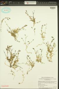 Cerastium beeringianum image