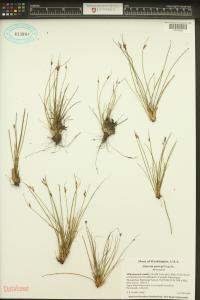 Juncus parryi image