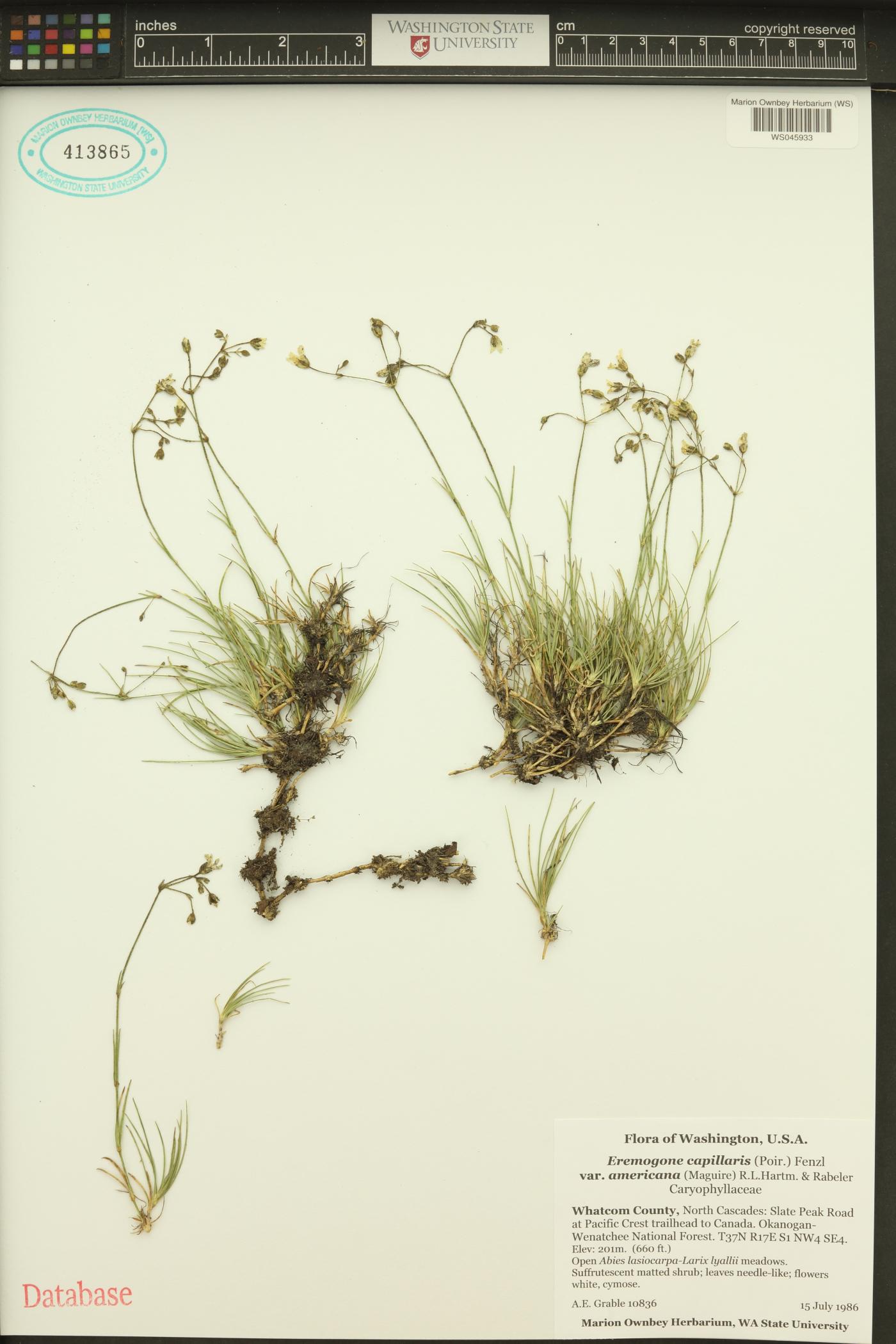 Eremogone capillaris image