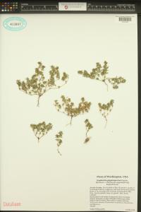 Euphorbia glyptosperma image