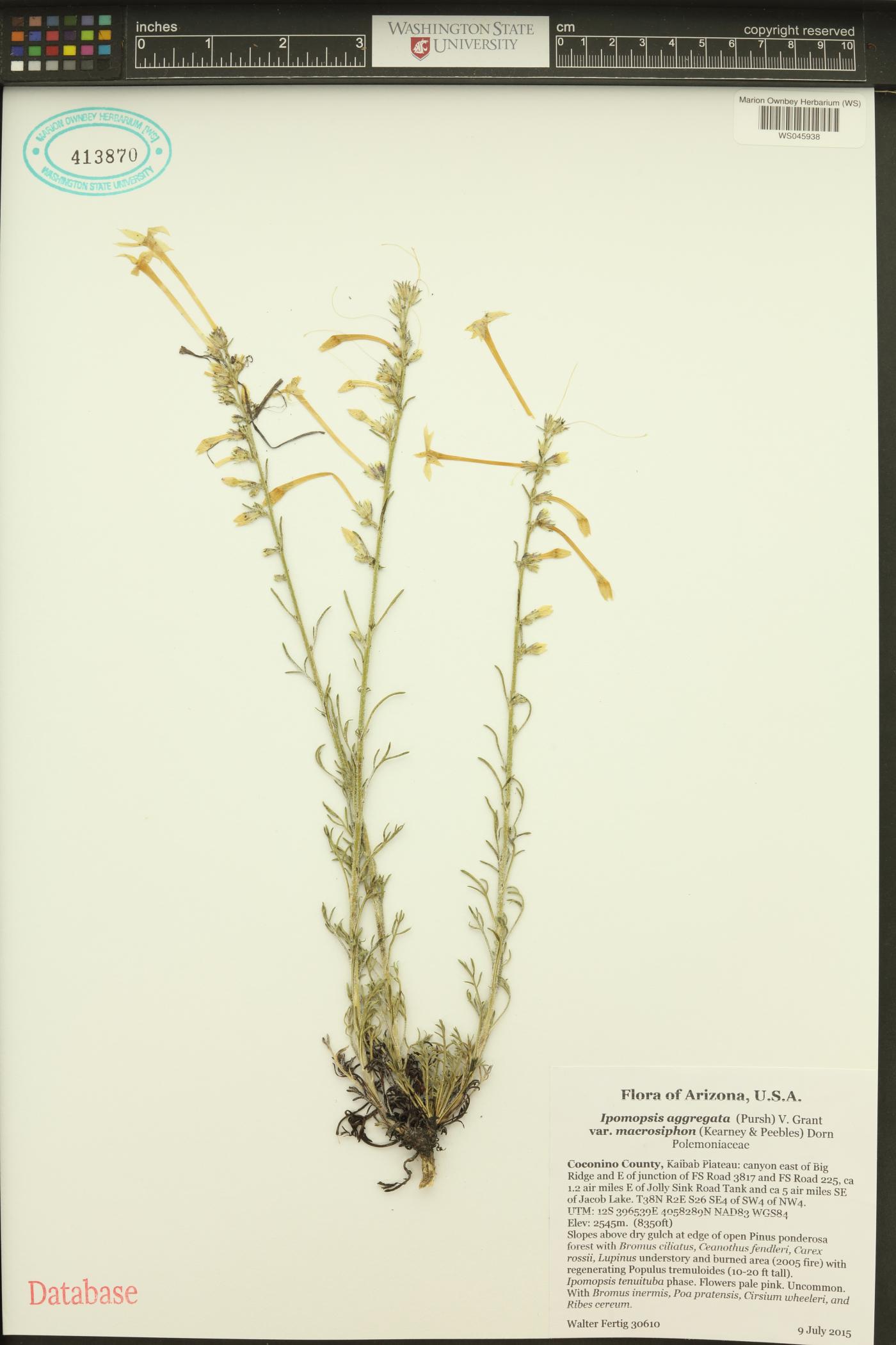 Ipomopsis macrosiphon image