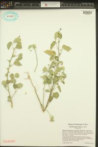 Herissantia crispa image