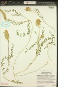 Astragalus canadensis image