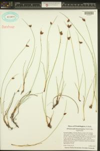 Schoenoplectus pungens image