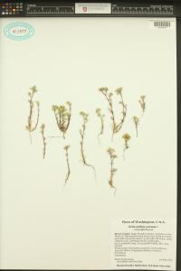 Scleranthus annuus image