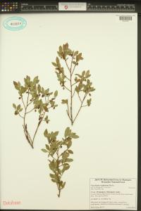 Vaccinium cespitosum image