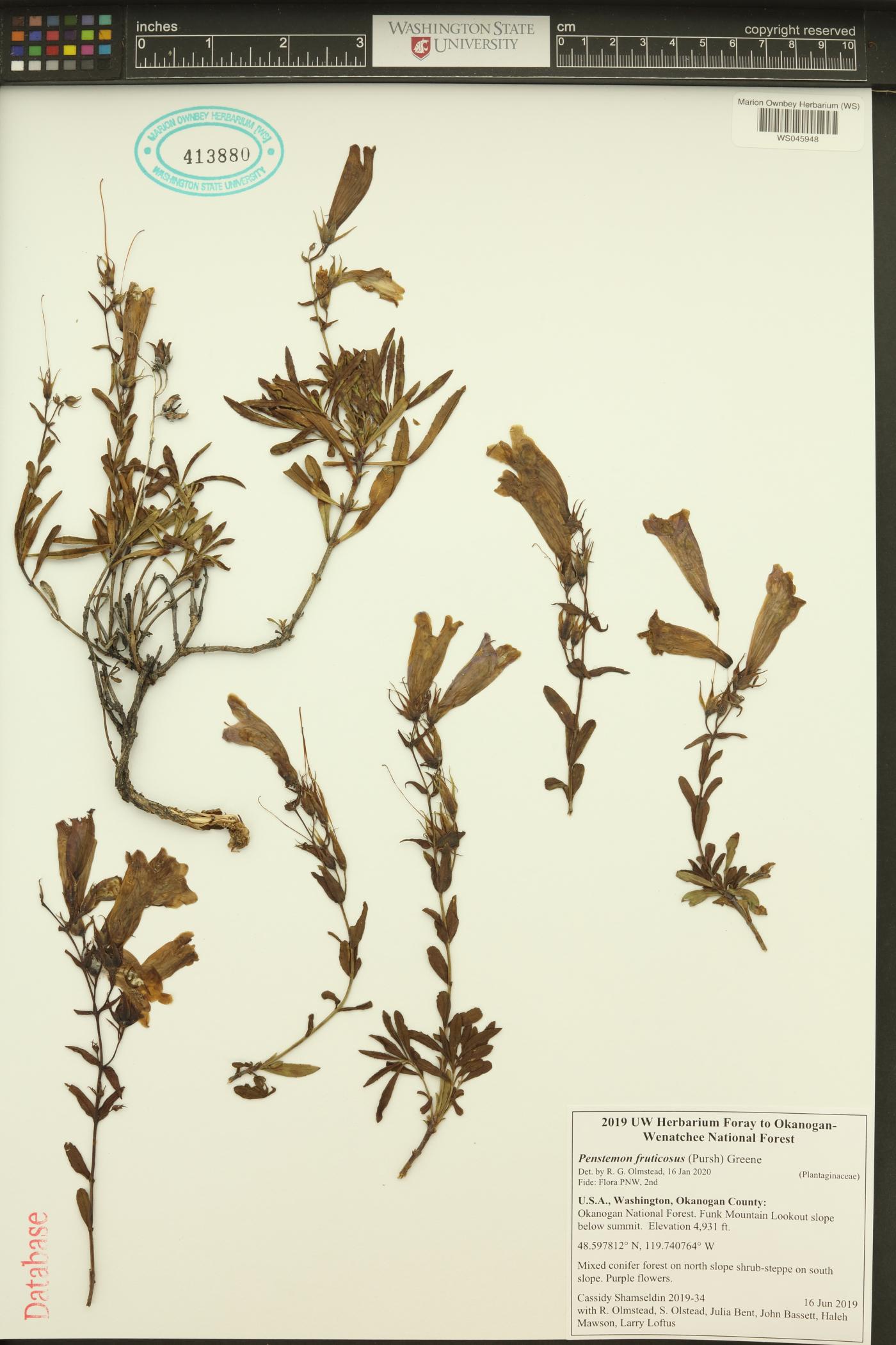 Penstemon fruticosus image