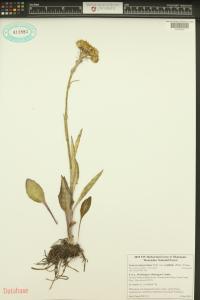 Senecio integerrimus image