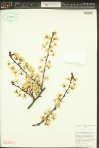 Prunus cerasifera image