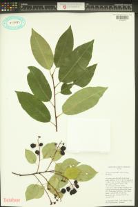 Prunus serotina image