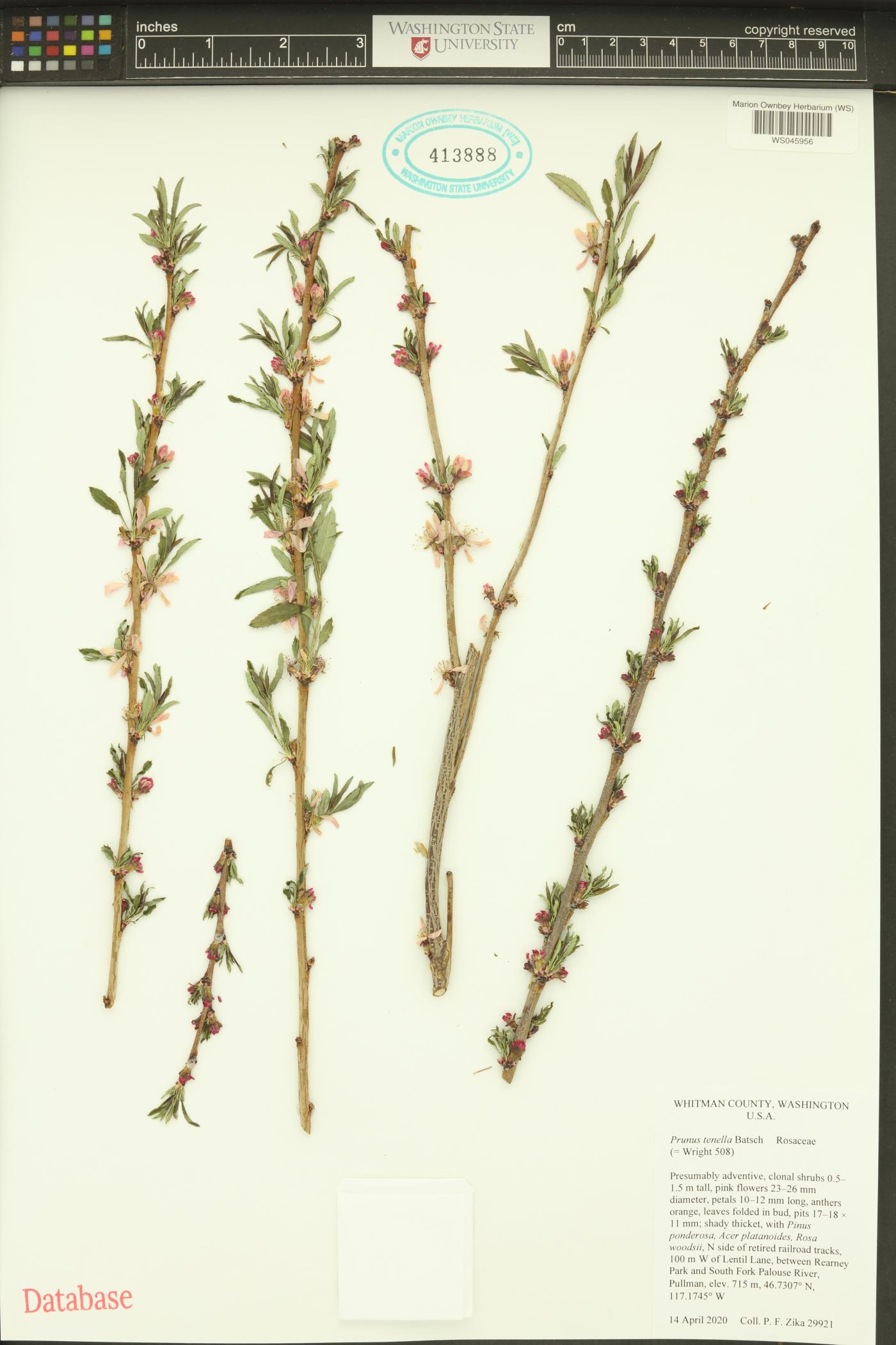Prunus tenella image