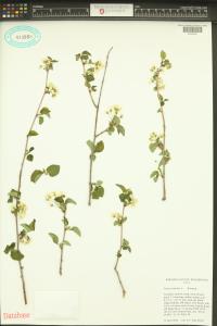 Prunus mahaleb image