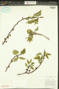 Prunus armeniaca image