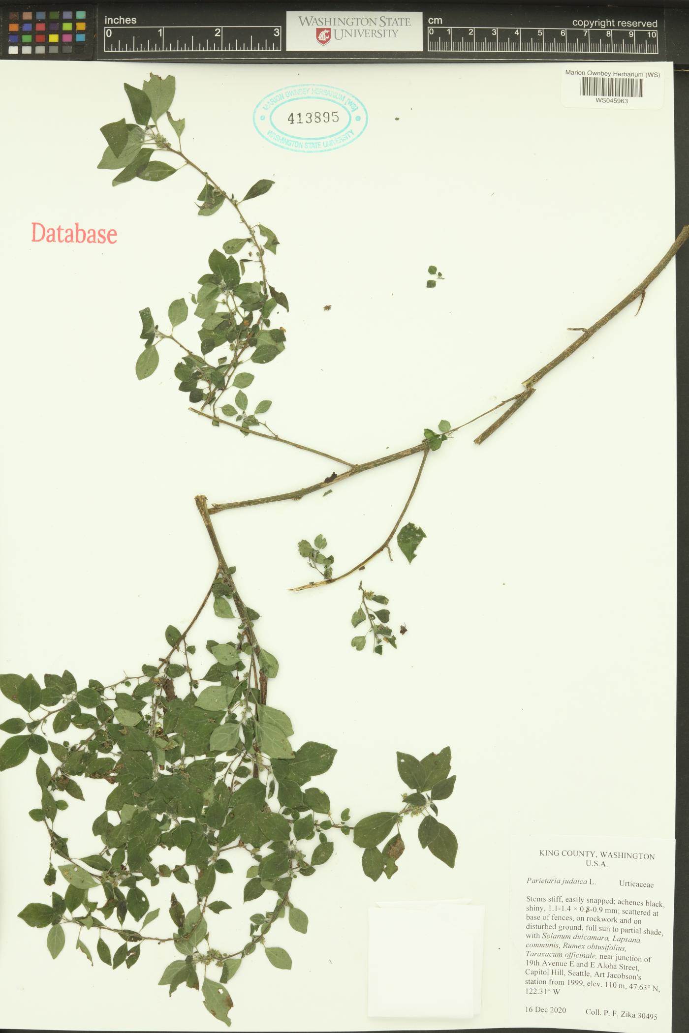 Parietaria judaica image