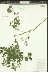 Parietaria judaica image