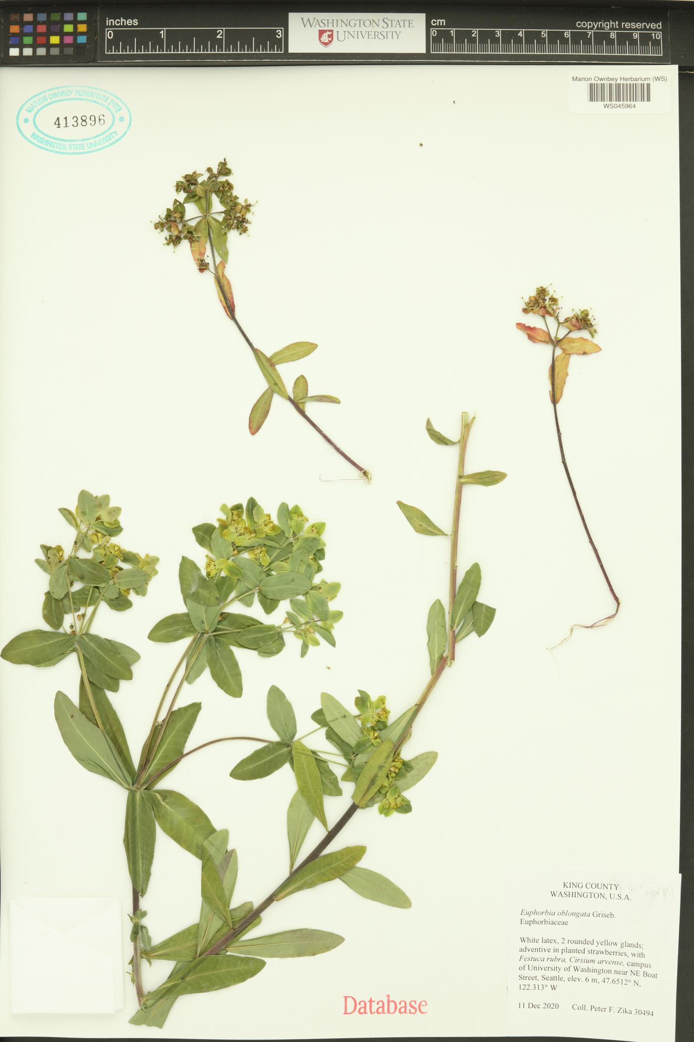 Euphorbia oblongata image