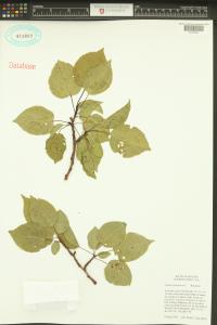 Prunus armeniaca image