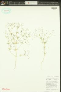 Leptosiphon harknessii image