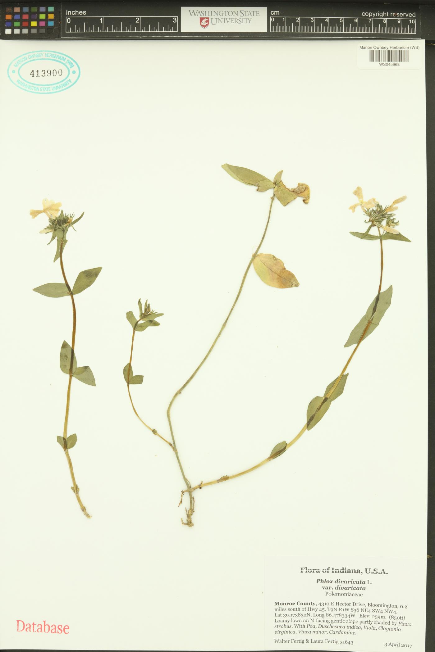 Phlox divaricata var. divaricata image
