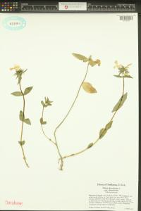 Phlox divaricata image