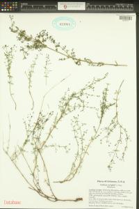 Galium wrightii image