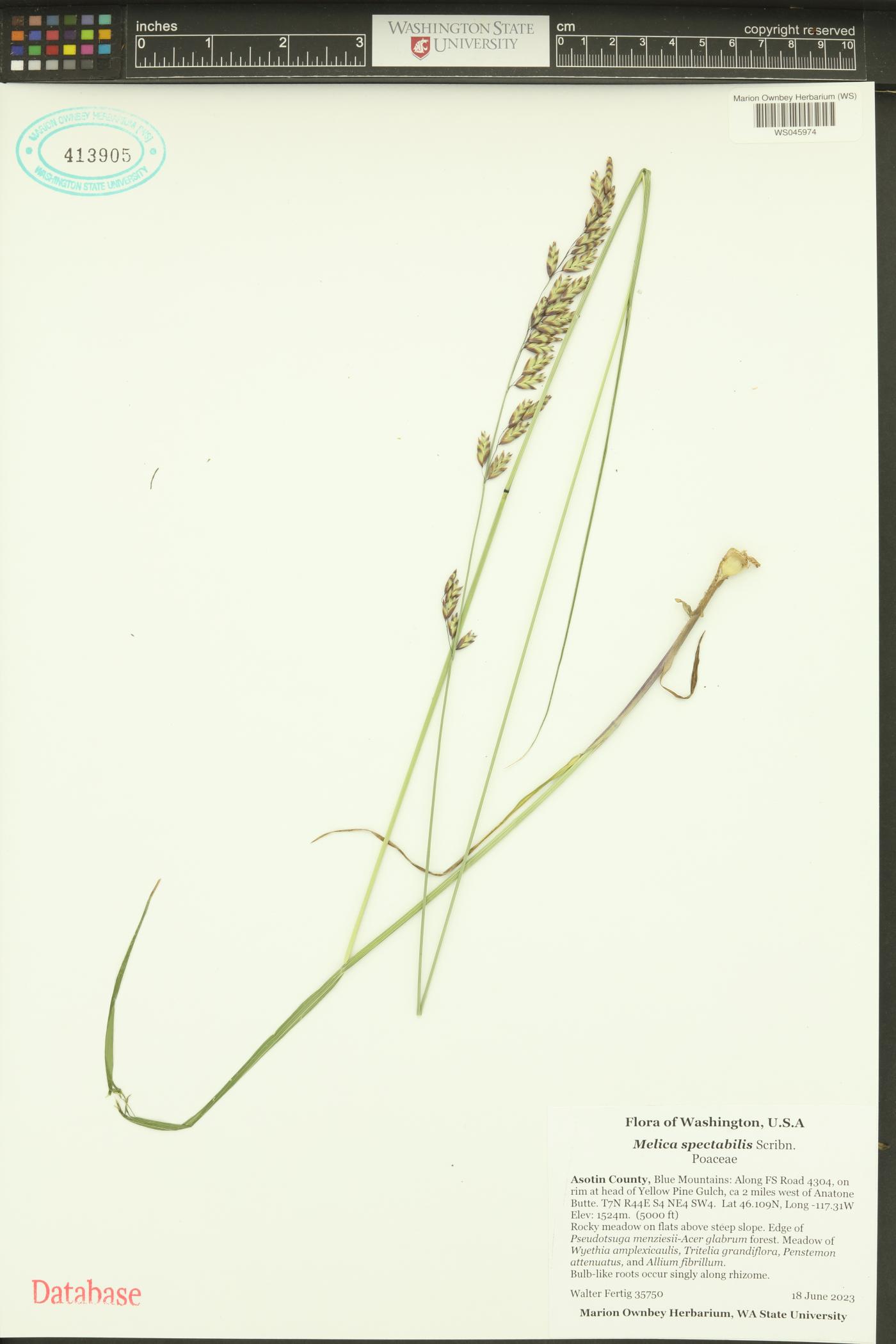 Melica spectabilis image