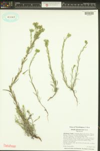 Madia glomerata image