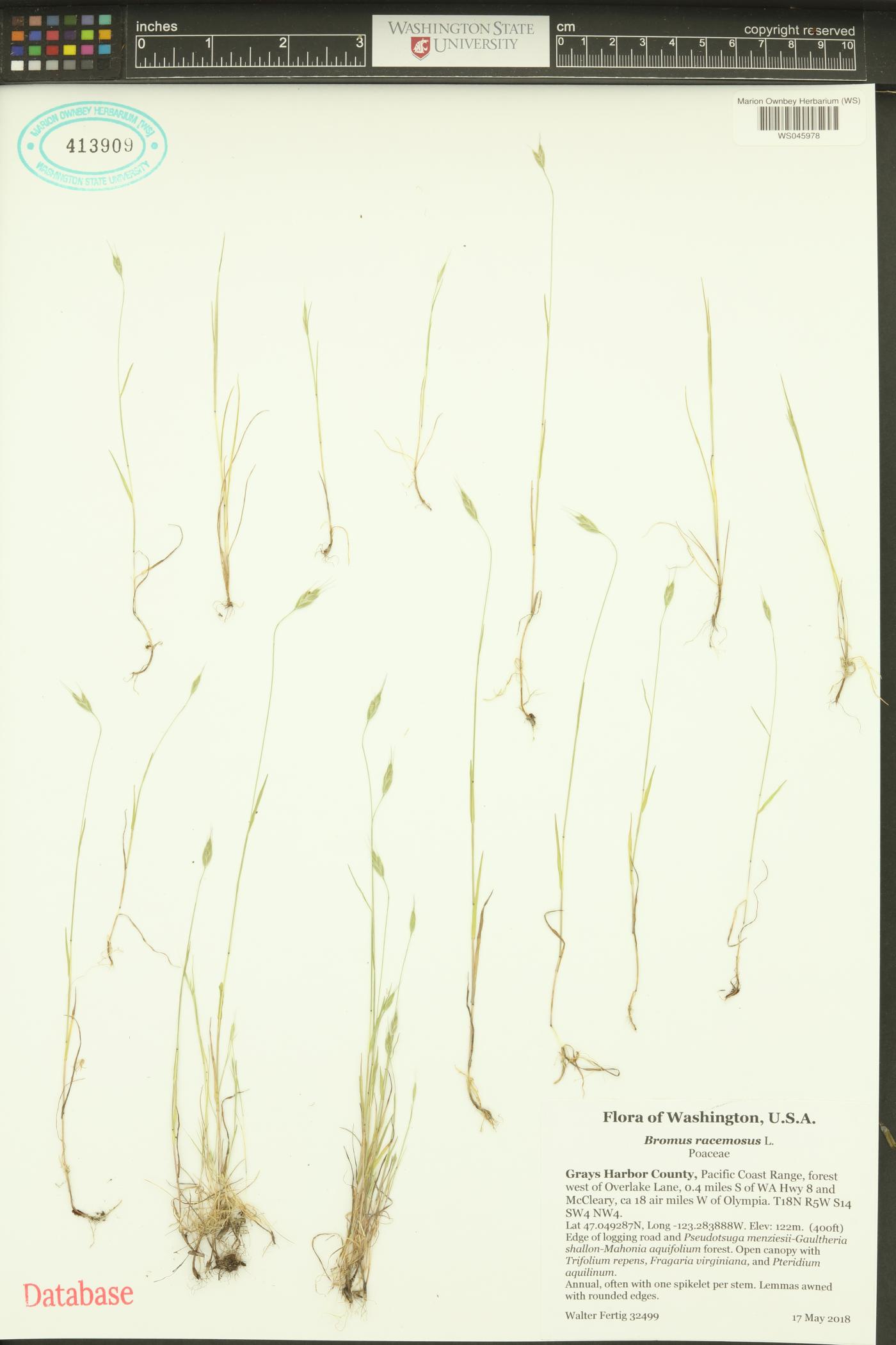 Bromus racemosus image
