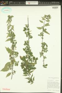 Parietaria judaica image