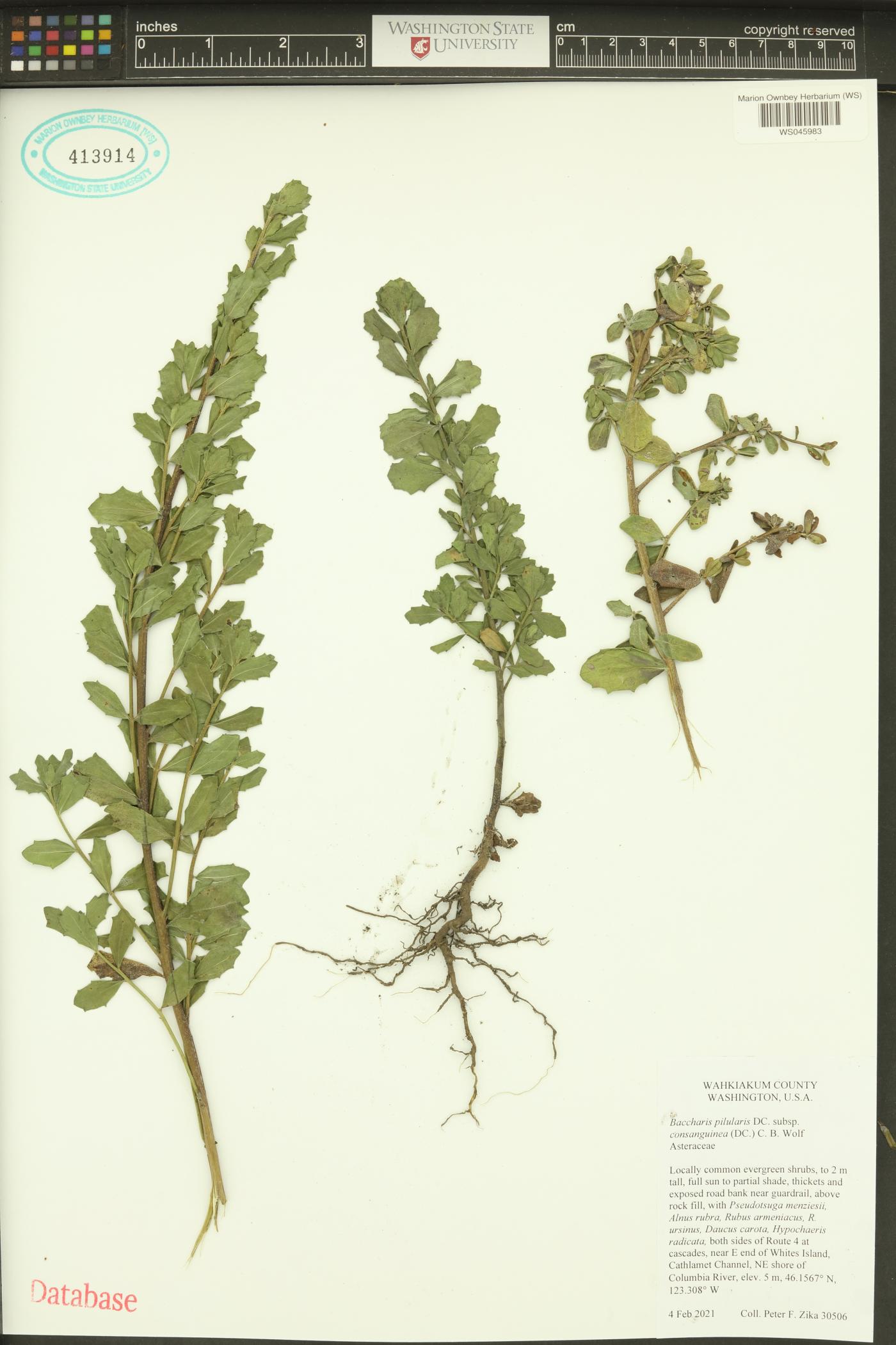 Baccharis pilularis subsp. consanguinea image